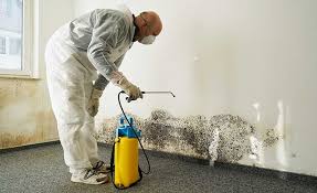 Why You Should Choose Our Mold Remediation Services in Centerburg, OH